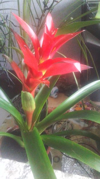  - 0 - GUZMANIA