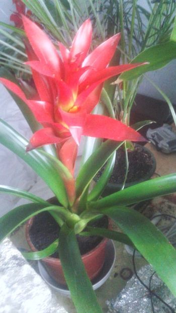  - 0 - GUZMANIA