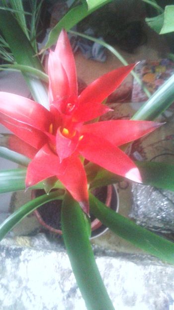  - 0 - GUZMANIA