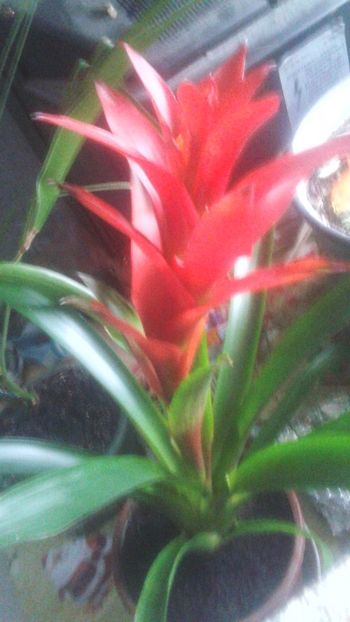  - 0 - GUZMANIA