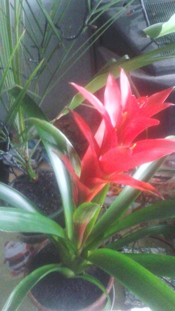  - 0 - GUZMANIA