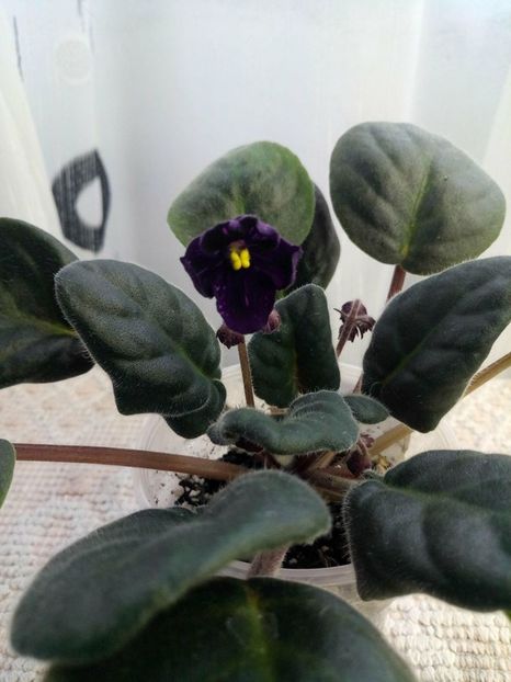 17 mar - ZZ Fisher s Leone