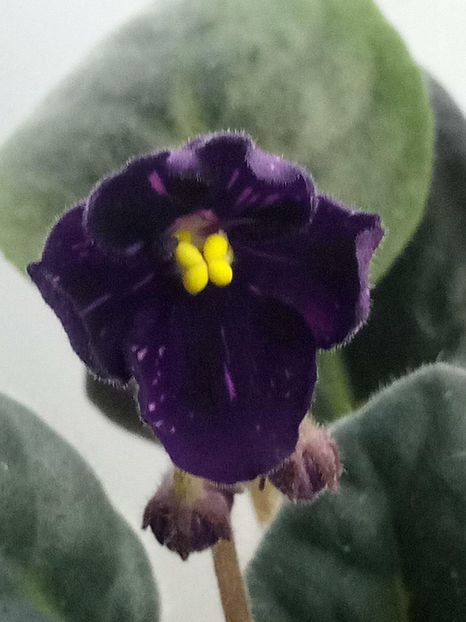 17 mar - ZZ Fisher s Leone