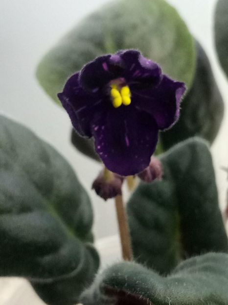 17 mar - ZZ Fisher s Leone