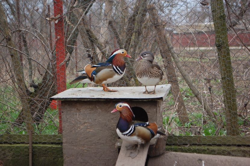  - Rata Mandarin - Aix galericulata