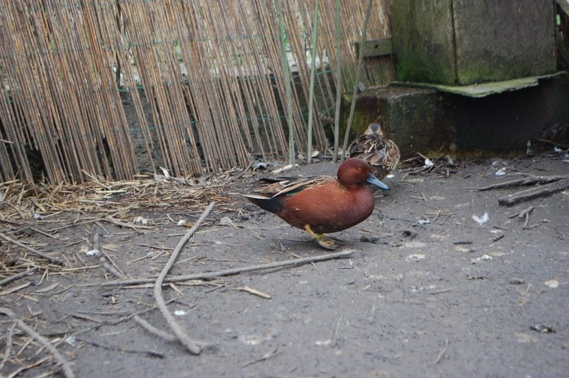  - Rata Scortisoara - Anas cyanoptera