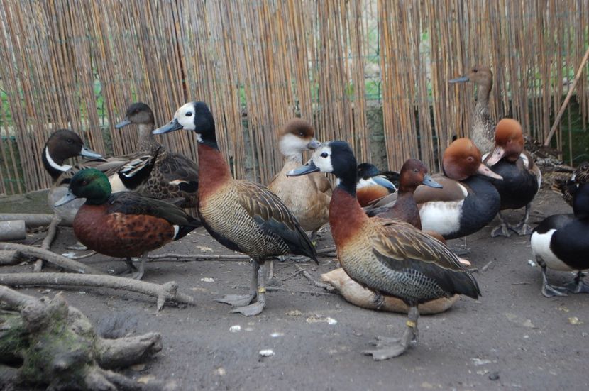  - Rata fluieratoare calugarita - Dendrocygna viduata