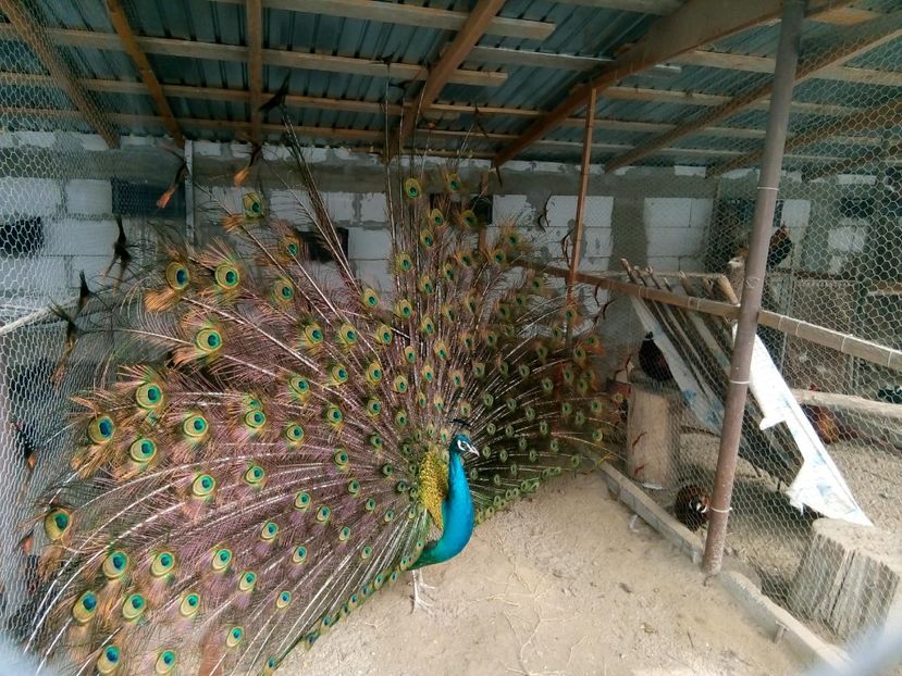 29027906_1709498139089526_4894138027183439872_o - india blue