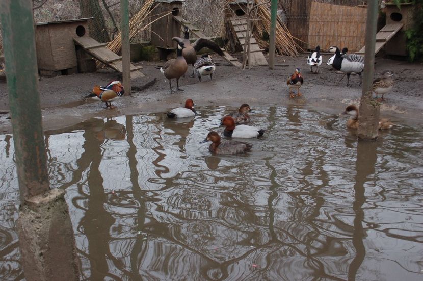  - Rata cu cap castaniu - Aythya ferina