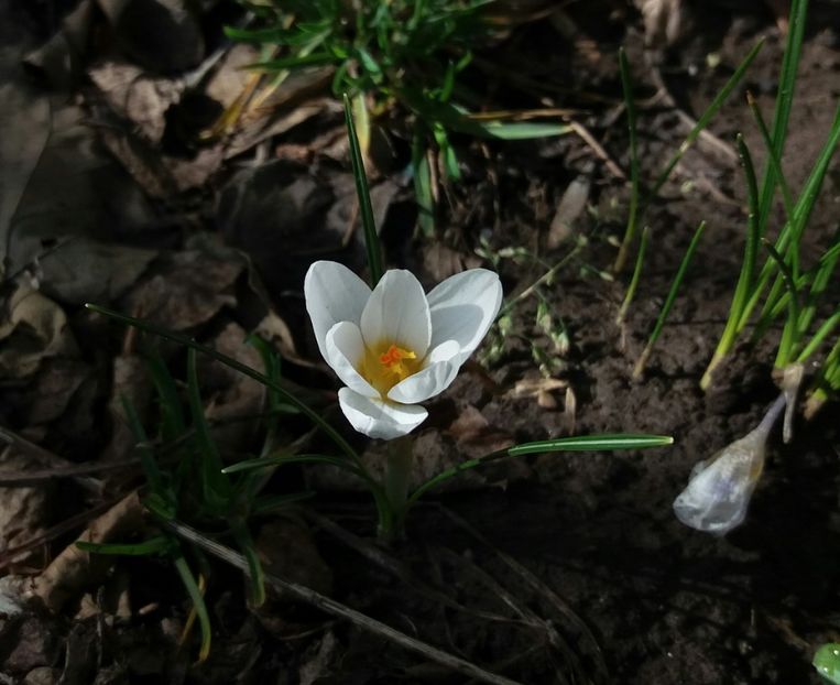 crocus chrysanthus ard schenk - 2018 plantele mele