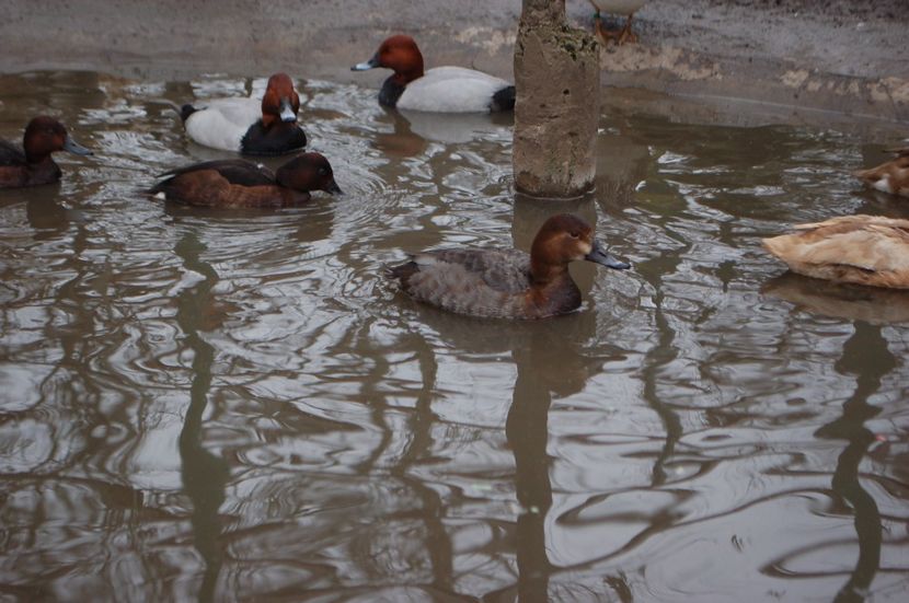  - Rata cu cap castaniu - Aythya ferina