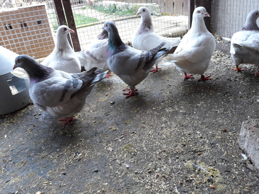  - A TEXANI ACHIZITII NOI 2018