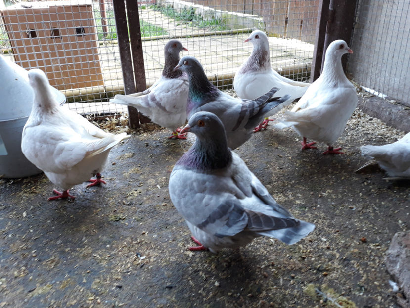  - A TEXANI ACHIZITII NOI 2018