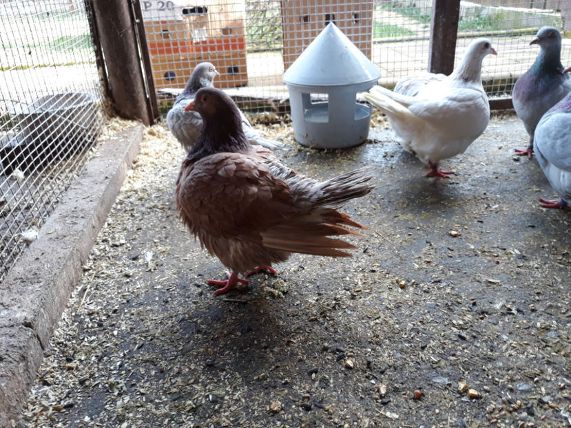  - A TEXANI ACHIZITII NOI 2018