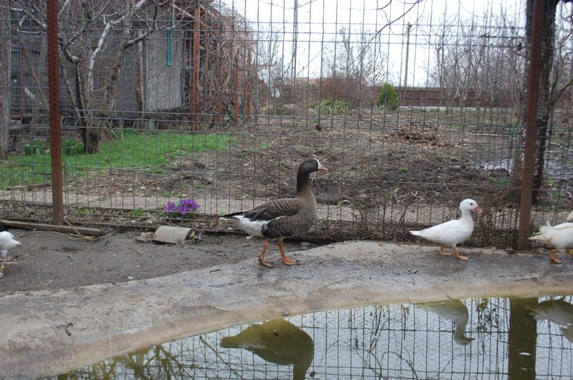  - Gaste Garlite Mici - Anser Erythropus