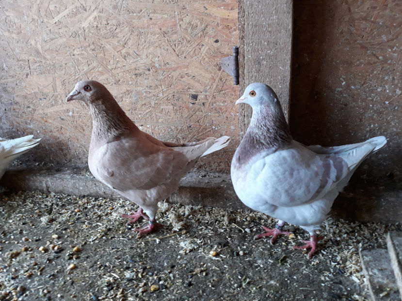  - A TEXANI ACHIZITII NOI 2018