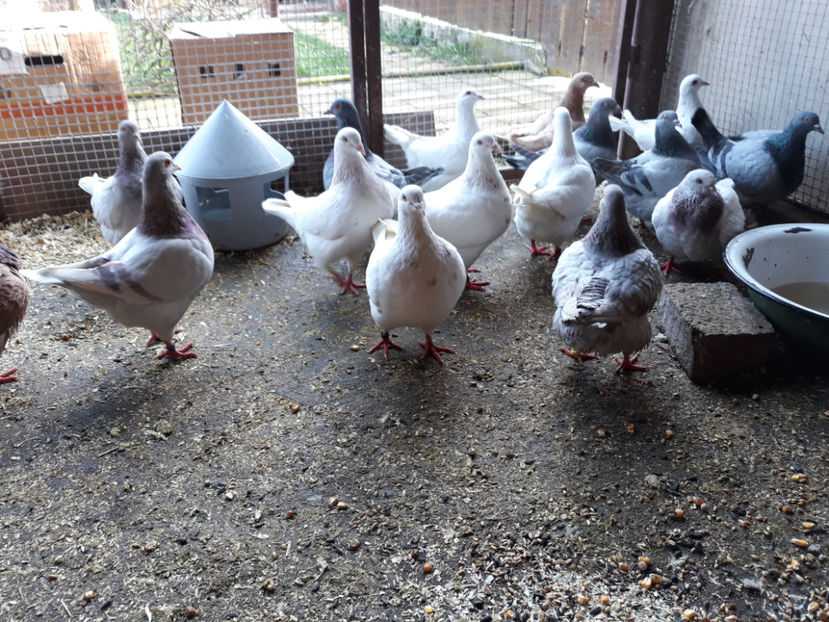  - A TEXANI ACHIZITII NOI 2018