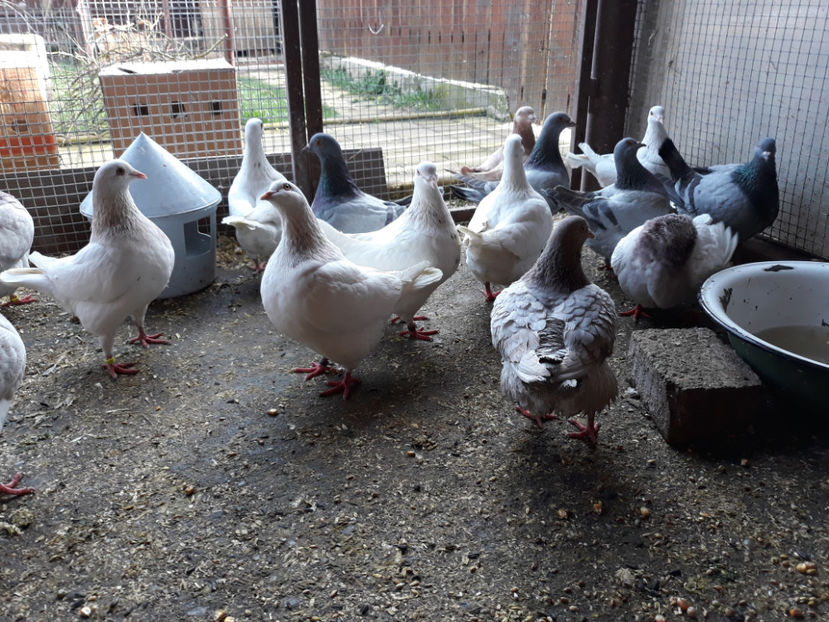  - A TEXANI ACHIZITII NOI 2018