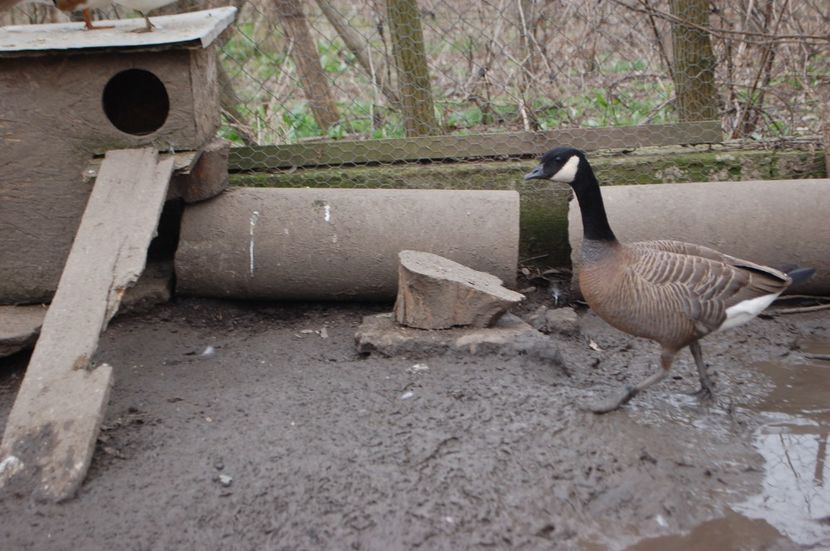  - Gaste Canadiene pitice -Branta canadensis minima