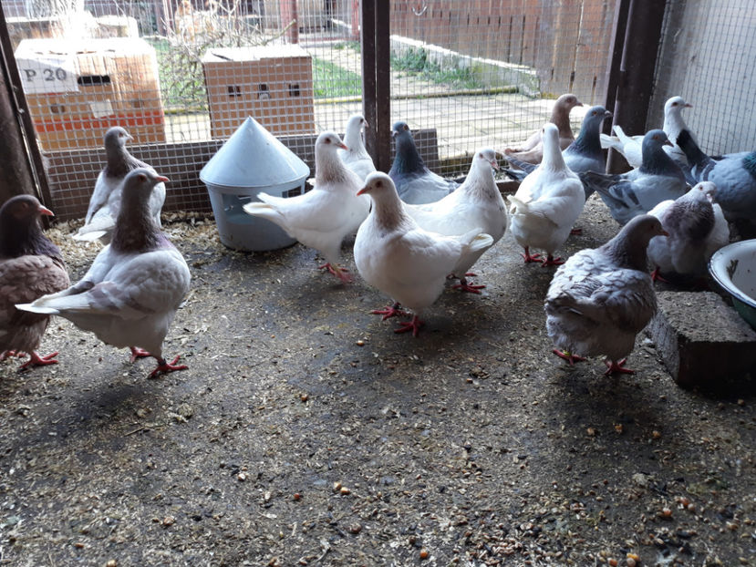  - A TEXANI ACHIZITII NOI 2018