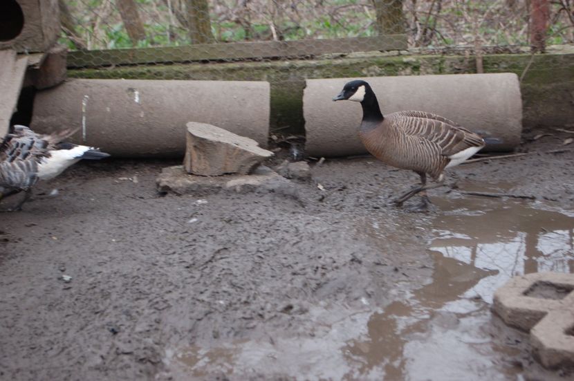  - Gaste Canadiene pitice -Branta canadensis minima