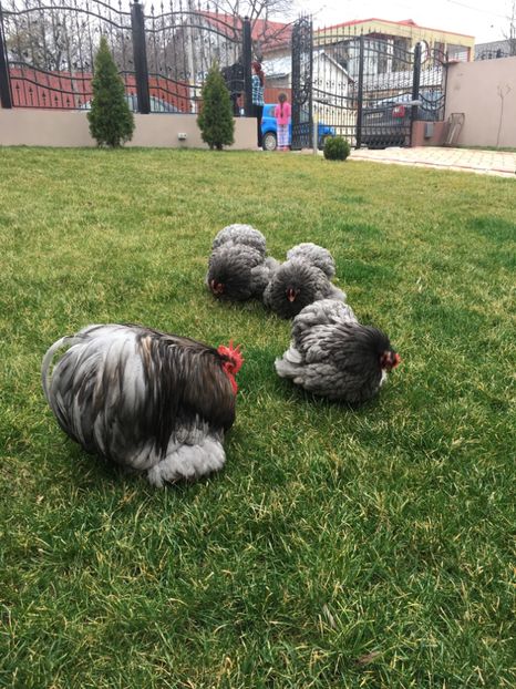 9E951758-DA38-499E-A8DB-999270D11E8E - COCHI PITIC ALBASTRU 2018