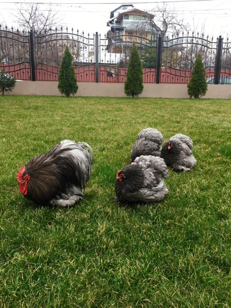 4A300D20-55AD-4409-BCD6-E4DDB7A535D8 - COCHI PITIC ALBASTRU 2018