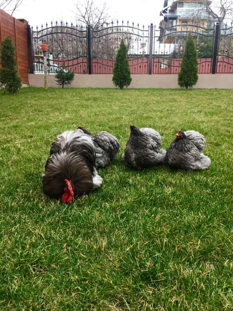 91F7A88D-6121-4970-93BC-E5E26ACDDB5D - COCHI PITIC ALBASTRU 2018