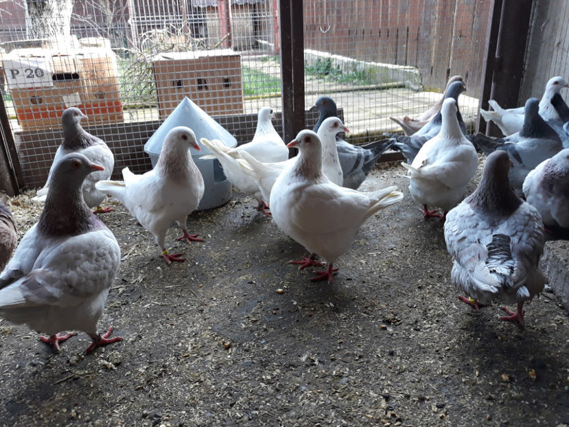  - A TEXANI ACHIZITII NOI 2018