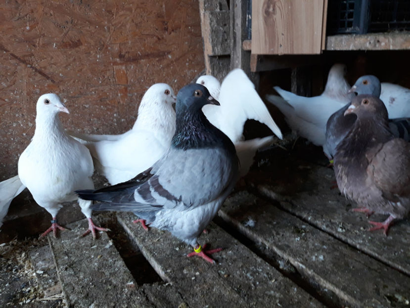  - A TEXANI ACHIZITII NOI 2018