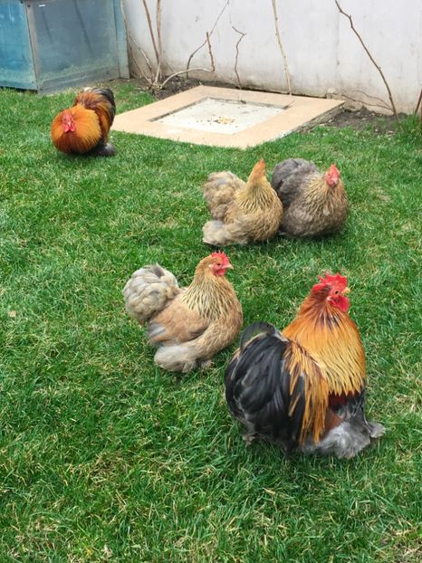 A63331A4-C140-40AA-98D8-B6C3271F994A - COCHIN PITIC POTARNICHIU