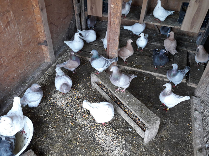  - A TEXANI ACHIZITII NOI 2018