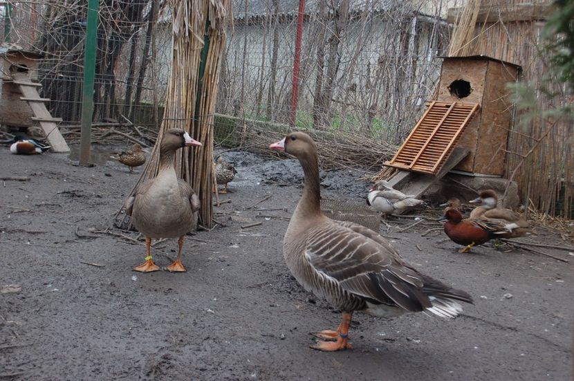  - Gaste Garlite Mari - Anser Albifrons Flavirostris