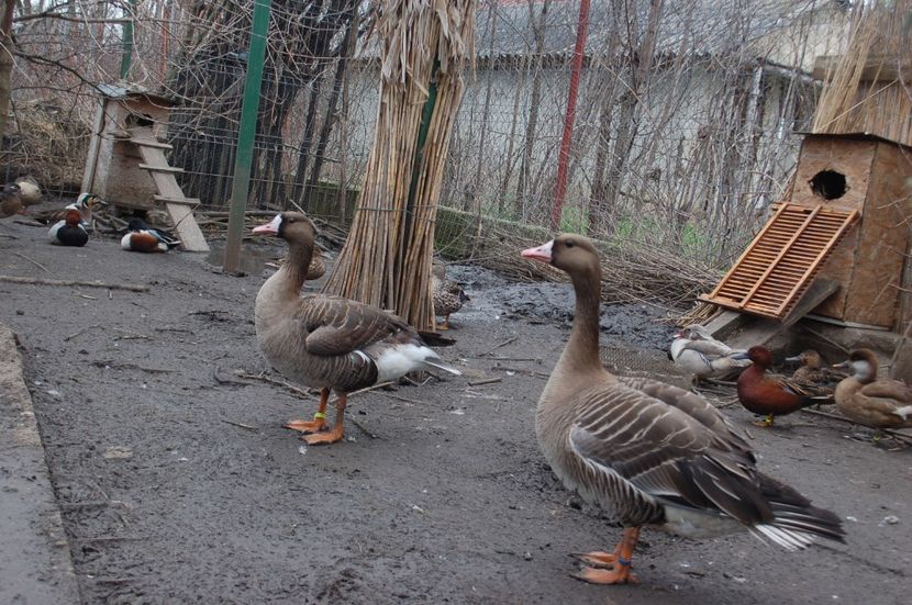  - Gaste Garlite Mari - Anser Albifrons Flavirostris