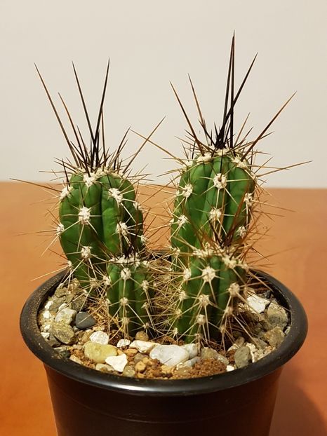 Stetsonia coryne - Cactusi si plante suculente 2017-2018-2019