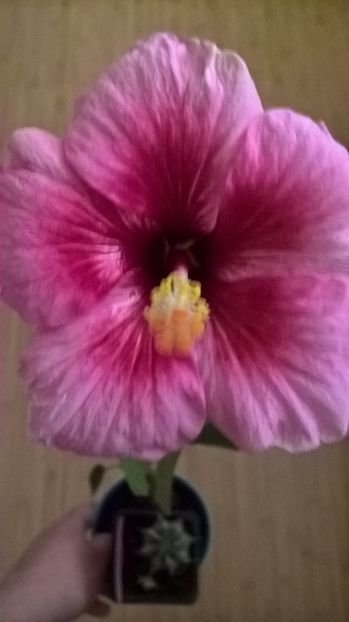 pink dream - hibiscus