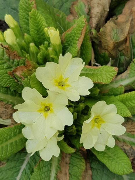 Primula de padure-prima floricica in garadina mea. - Martie 2018