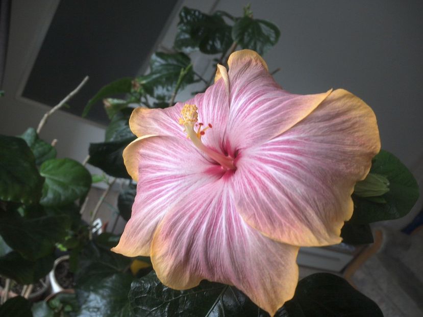 WIN_20180317_085040 - Tahitian Purple Ripple