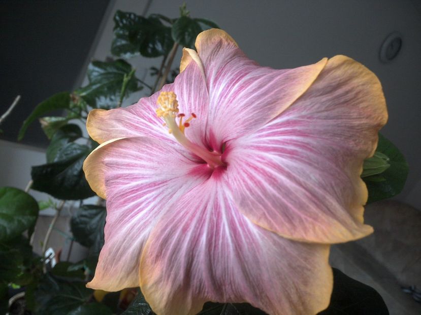 WIN_20180317_085046 - Tahitian Purple Ripple