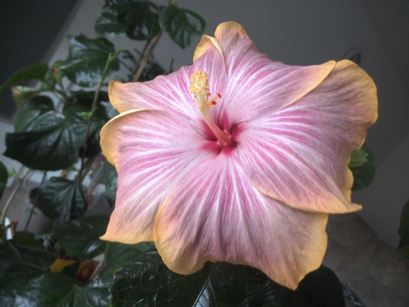 WIN_20180317_085050 - Tahitian Purple Ripple