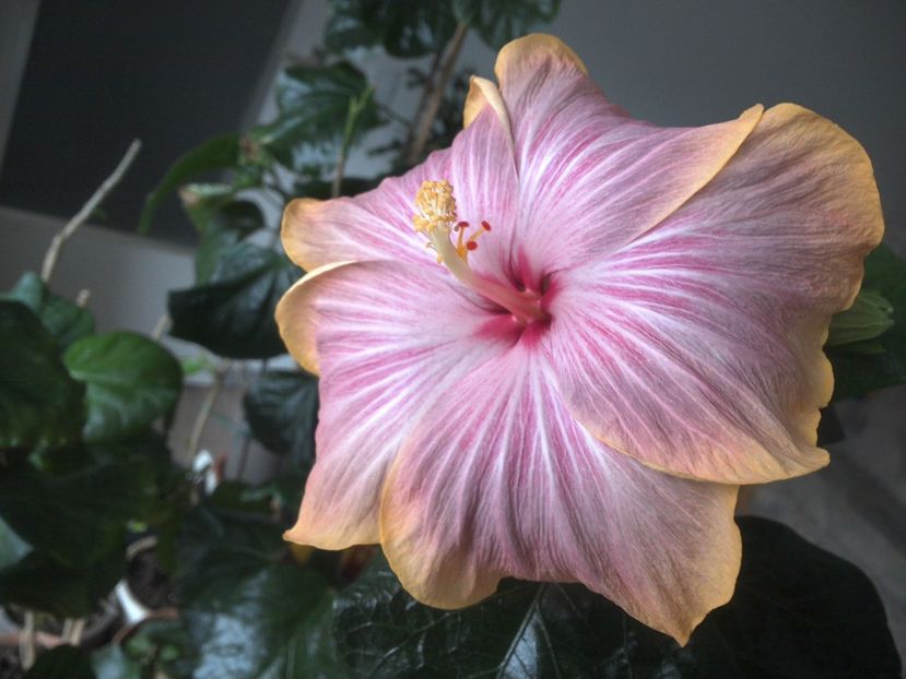 WIN_20180317_085053 - Tahitian Purple Ripple