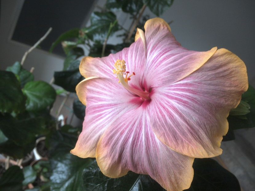 WIN_20180317_085101 - Tahitian Purple Ripple