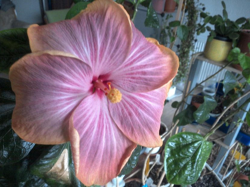 WIN_20180316_090441 - Tahitian Purple Ripple