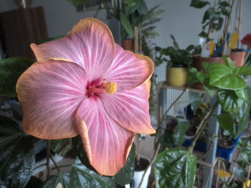 WIN_20180316_090454 - Tahitian Purple Ripple