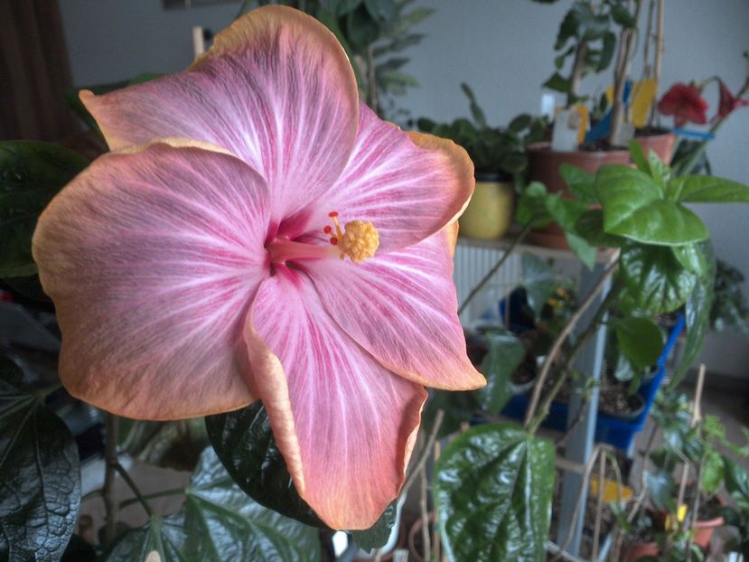 WIN_20180316_090456 - Tahitian Purple Ripple