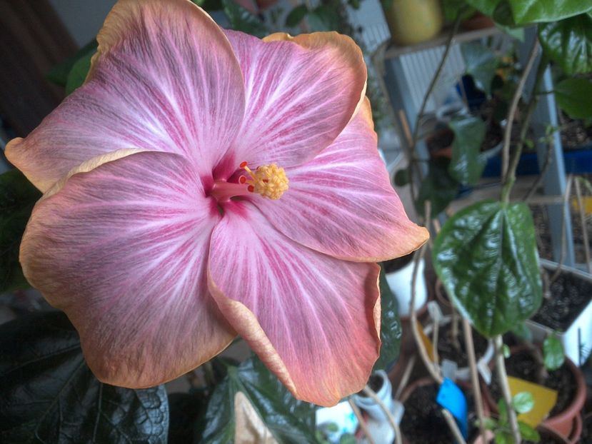 WIN_20180316_090504 - Tahitian Purple Ripple