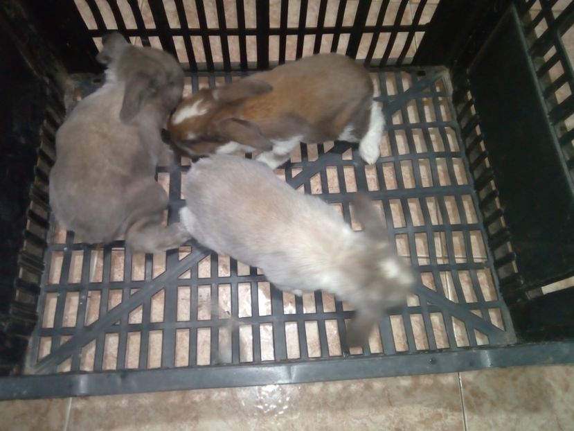  - Cuib din 04-03-2018