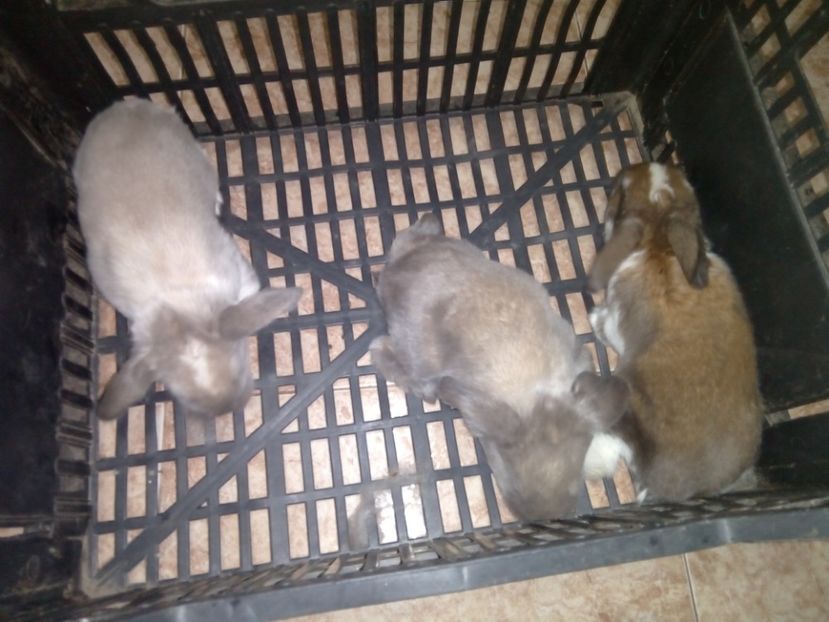  - Cuib din 04-03-2018