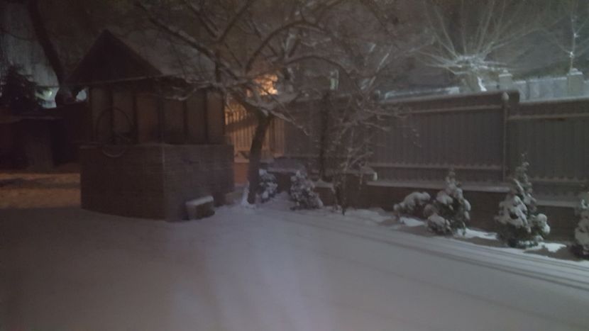 Ninge 17.03.2018 - Flori grădină primăvara 2018