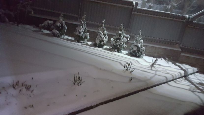 A acoperit toate florile - Flori grădină primăvara 2018